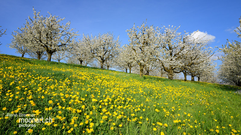 Kirschbäume