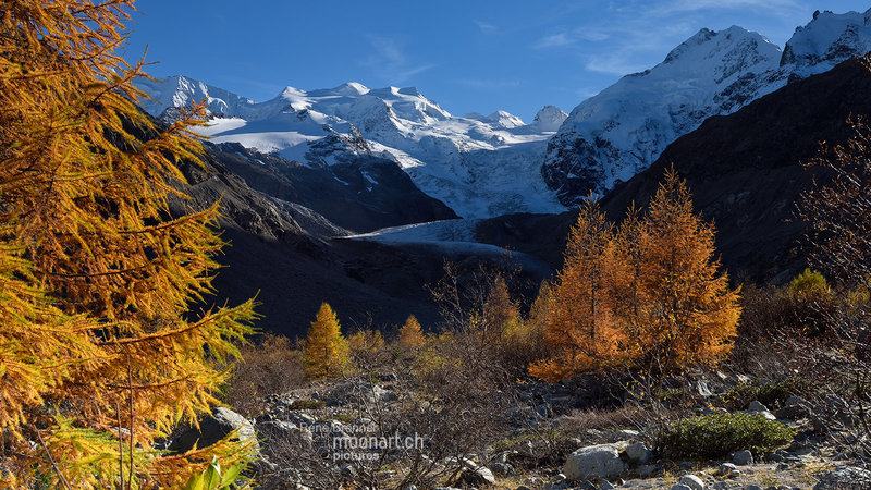 Swiss Yellowtree National Park