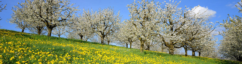 Frühling 2014